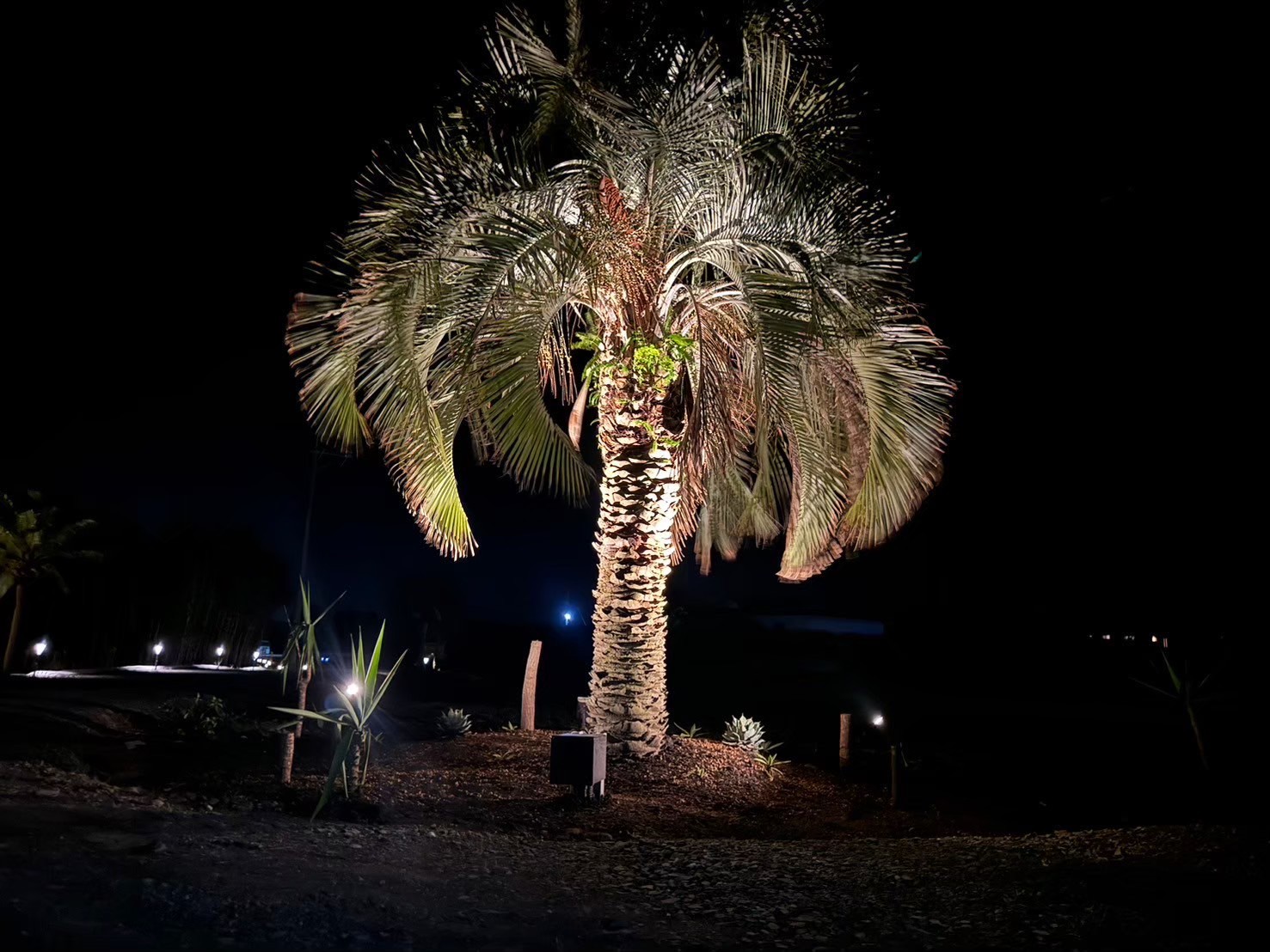 ロックガーデン5